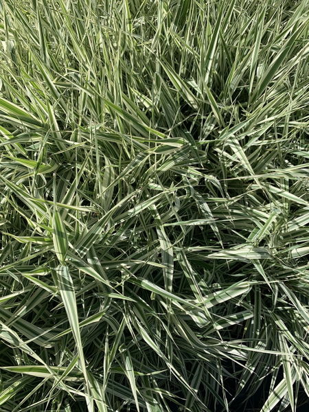 'Phalaris' Ribbon Grass