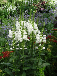 'Physotegia' Crystal Peak White Obedient Plant