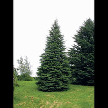Load image into Gallery viewer, &#39;Picea&#39; Black Hills Spruce Tree

