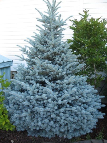'Picea' Montgomery Spruce Tree,