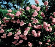 'Hydrangea' Pink Diamond