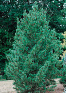 'Pinus' Blue Swiss Stone Pine