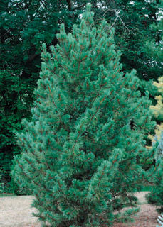 'Pinus' Blue Swiss Stone Pine