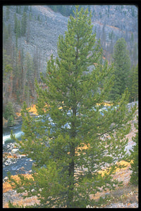 'Pinus' Lodgepole Pine Tree