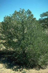 'Pinus' Pinyon Pine Tree