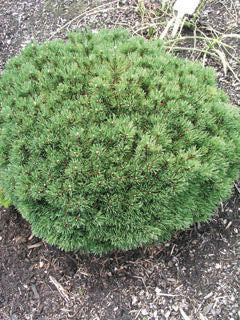 'Pinus' Mitsch Mini Mugo Pine