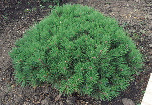 'Pinus' Dwarf Mugo Pine
