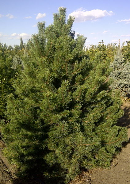 'Pinus' Mountain Pine Tree