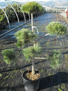 'Pinus' French Blue Scotch Pine Tree Topiary