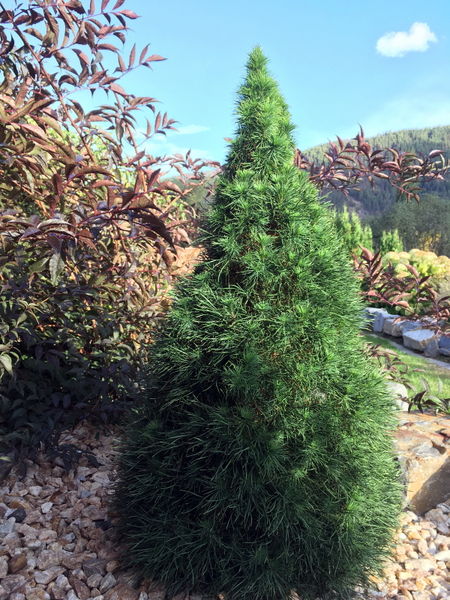 'Pinus' Green Penguin Scotch Pine