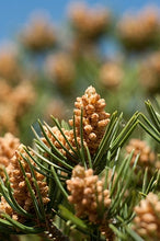 Load image into Gallery viewer, &#39;Pinus&#39; Pinyon Pine Tree
