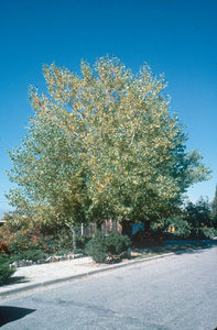 'Populus' Tristis Poplar Tree