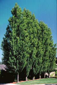 'Populus' Tower Poplar Tree