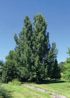 'Populus' Plains Cottonwood Tree