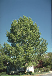 'Populus' Plains or Sargenti Poplar Tree