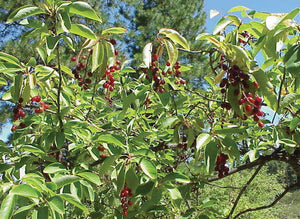 'Prunus' Western Chokecherry