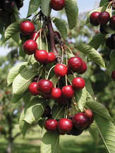 'Prunus' Romeo Cherry