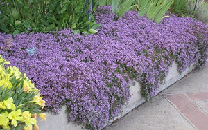 'Thymus' Purple Carpet Creeping Thyme