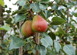 'Pyrus' Golden Spice Pear Tree