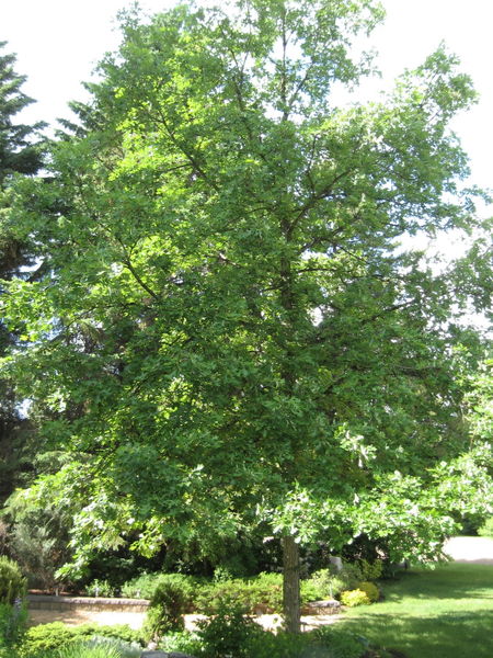 'Quercus' Bur Oak Tree