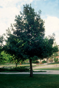'Quercus' Prairie Stature Oak Tree