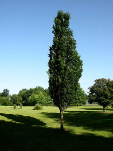 'Quercus' Regal Prince® Oak Tree