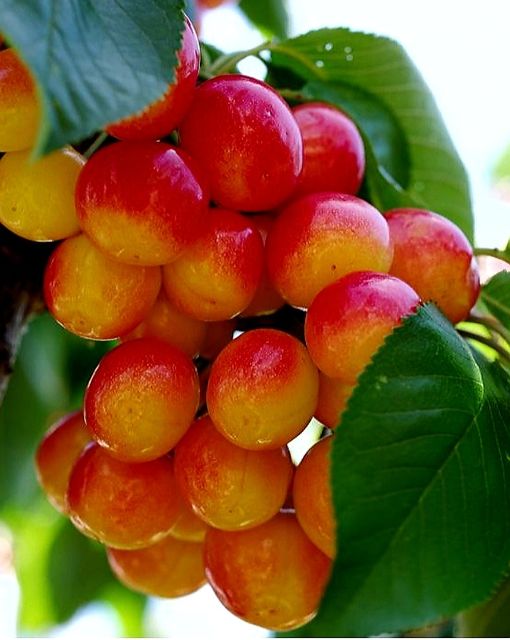 'Prunus' Rainier Cherry Tree