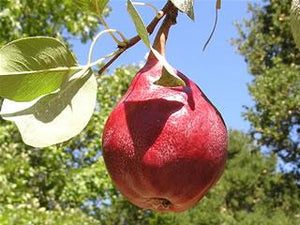 'Pyrus' Red Clapp's Dwarf Pear Tree