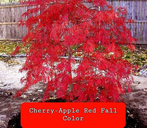 'Acer' Dwarf Red Dragon Japanese Maple Tree