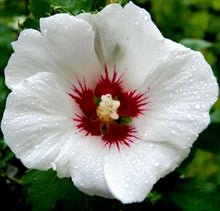 Load image into Gallery viewer, &#39;Hibiscus&#39; Red Heart Hibiscus
