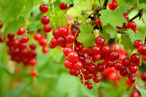 'Ribes' Red Lake Currant