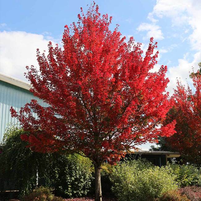 'Acer' Redpointe® Red Maple Tree