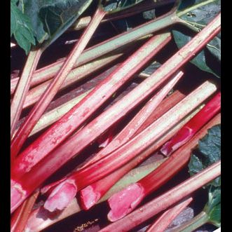 'Rheum' Mac Red Rhubarb