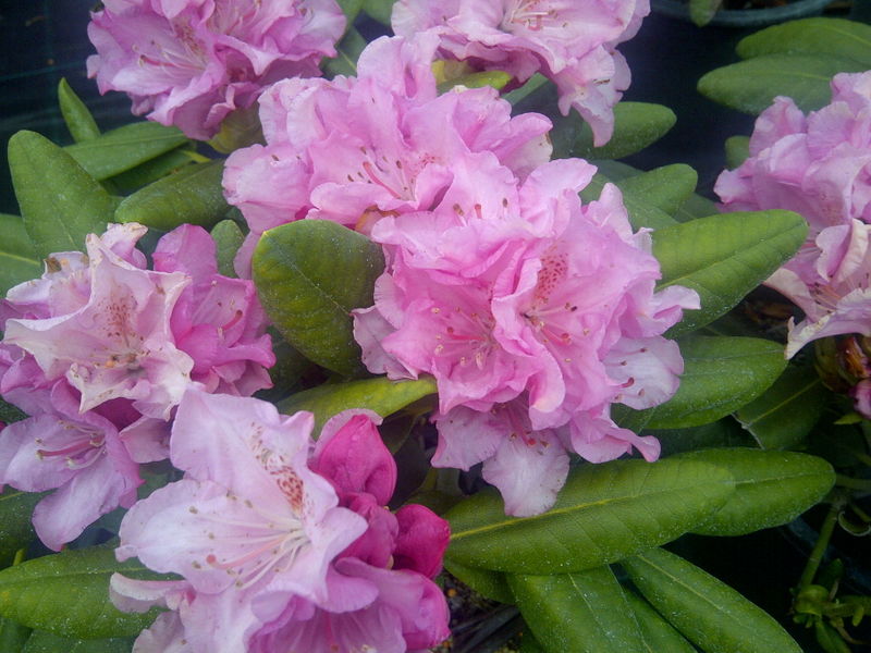 'Rhododendron' Hellikki