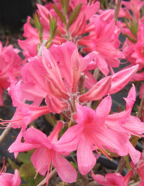 'Rhododendron' Rosey Lights Azalea