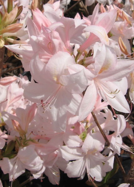 'Rhododendron' White Lights Azalea