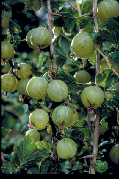 'Ribes' Pixwell Gooseberry