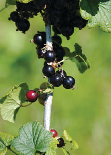 'Ribes' Black Gooseberry