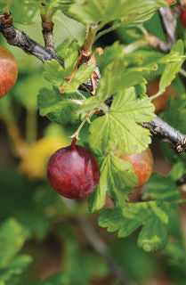 'Ribes' Jahn's Prairie Gooseberry