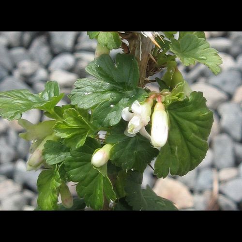 'Ribes' Native Gooseberry