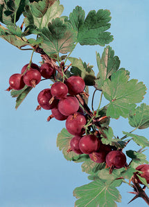 'Ribes' Hinnonmaki Red Gooseberry