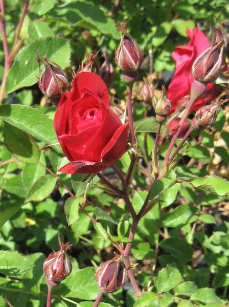 'Rosa' Adelaide Hoodless Rose