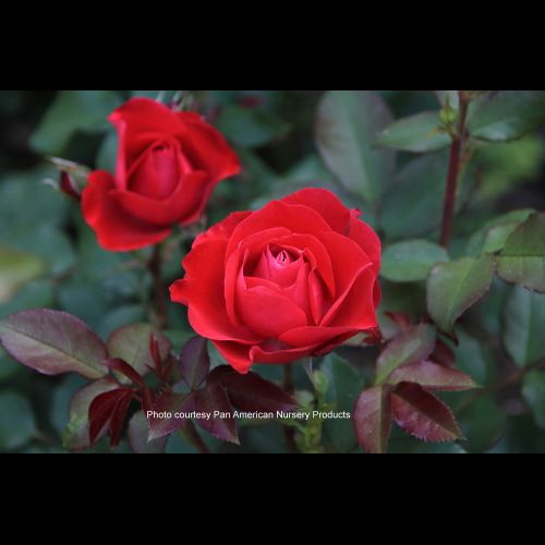 'Rosa' Double Knock Out Red Rose