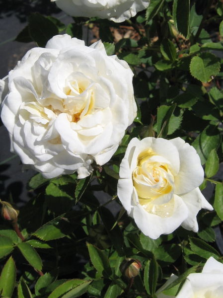 'Rosa' J.P. Connell Rose