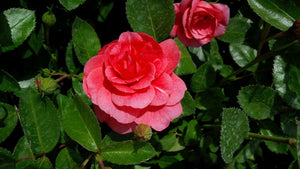 'Rosa' Morden Belle Rose