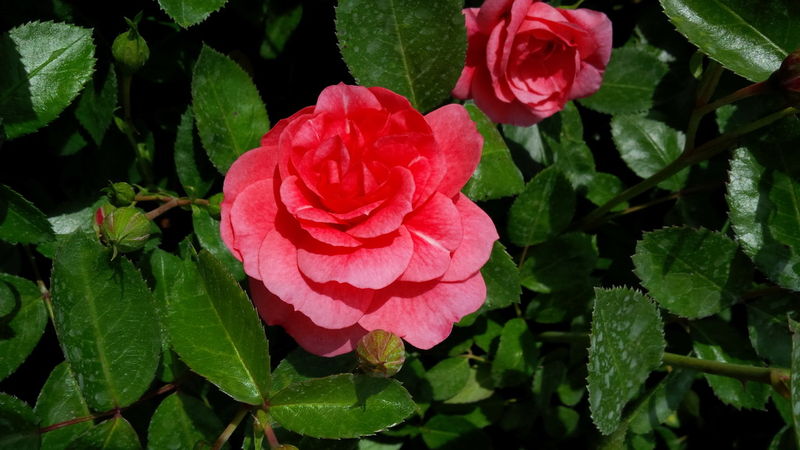 'Rosa' Morden Belle Rose