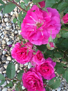 'Rosa' Morden Centennial Rose