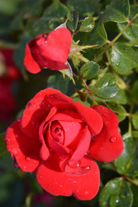 'Rosa' Morden Fireglow Rose