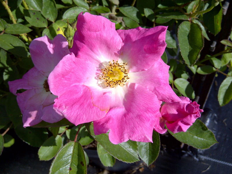 'Rosa' Nearly Wild Rose