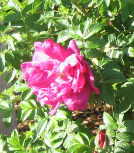 'Rosa' Purple Pavement Rose
